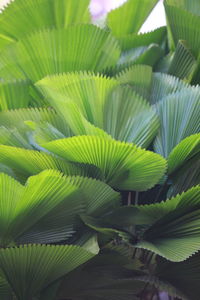 Close-up of leaves