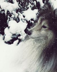 Close-up of dog during winter