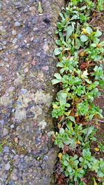 High angle view of plants