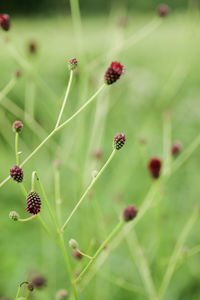 Close-up of flowering plant