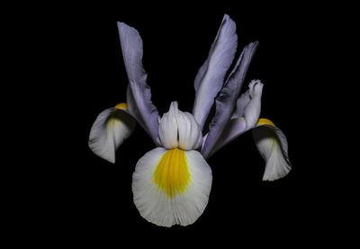 Close-up of white flower against black background