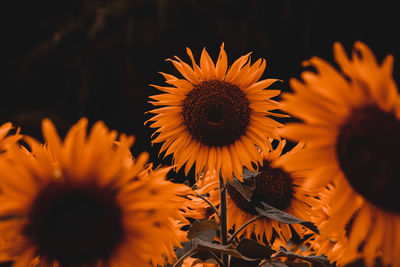 Close-up of sunflower