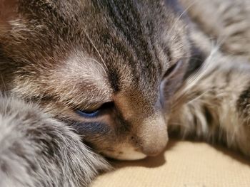 Close-up of cat sleeping