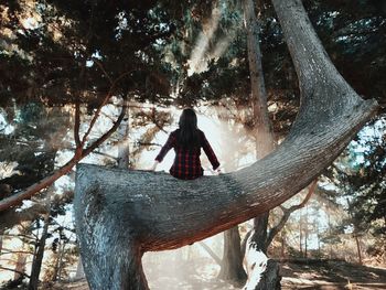 Rear view of woman sitting on tree branch at forest