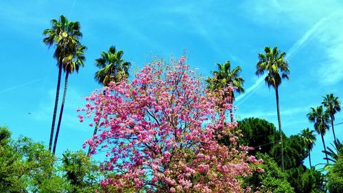 Low angle view of flowering trees against blue sky