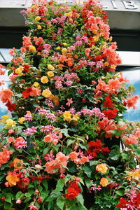 Low angle view of flowers blooming on tree