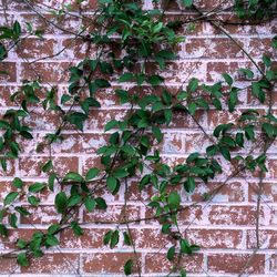 Ivy growing on wall