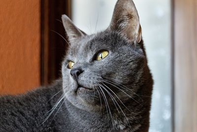 Close-up portrait of a cat at home