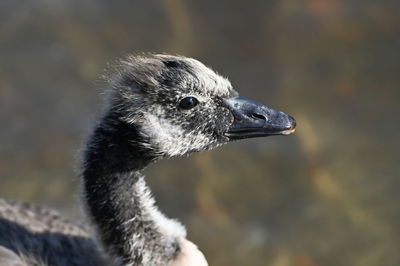 Close-up of bird