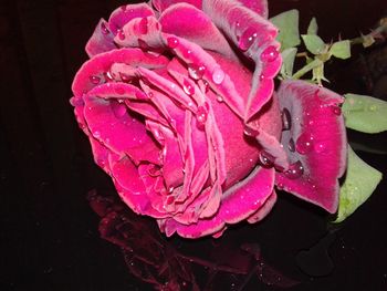 Close-up of wet pink flower against black background