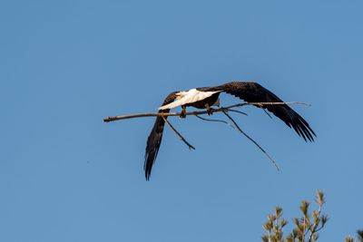 Low angle view of bird flying against clear blue sky