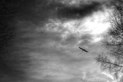 Birds flying in sky