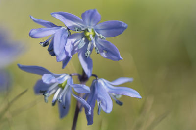 Close-up of purple flowering plant