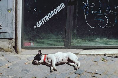 Close-up of dog