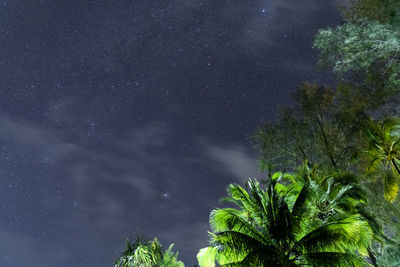 Low angle view of trees against sky at night