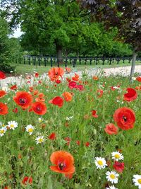 Red poppy flowers blooming on field