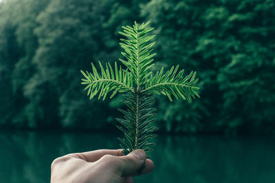 Cropped hand holding plant