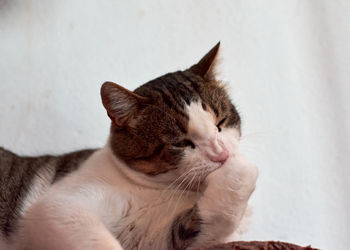 Close-up of a cat sleeping
