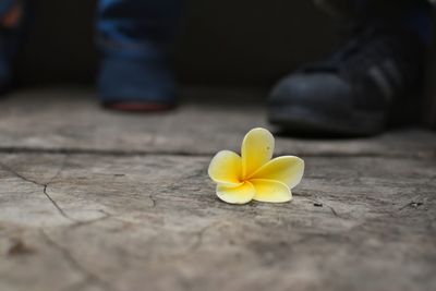 Close-up of yellow flower