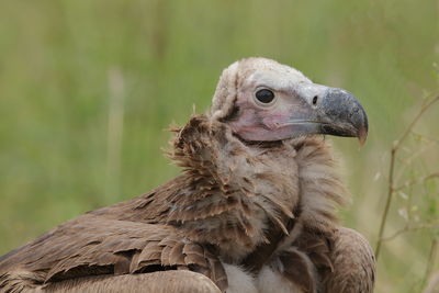 Close-up portrait of eagle