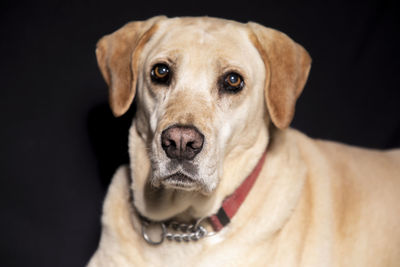 Close-up portrait of dog