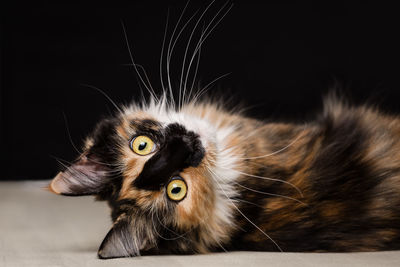 Close-up portrait of cat on black background