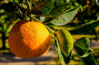 Close-up of fruit on tree