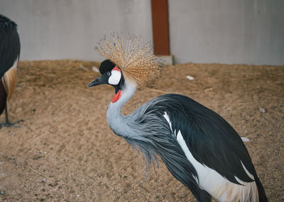 Gray crowned crane
