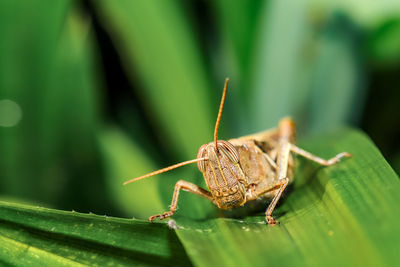 Grasshopper on a leaf