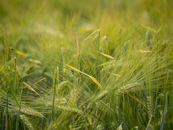 Close-up of stalks in field