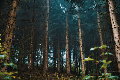 Trees in forest