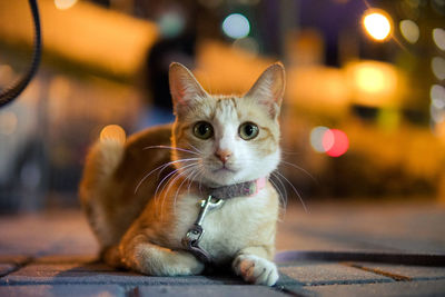 Close-up portrait of cat at night