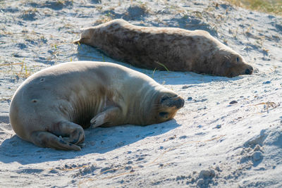 Close-up of seal lying on rock