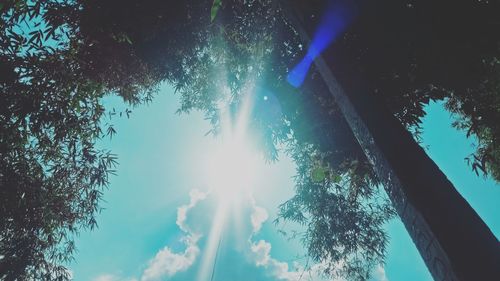 Low angle view of sunlight streaming through trees