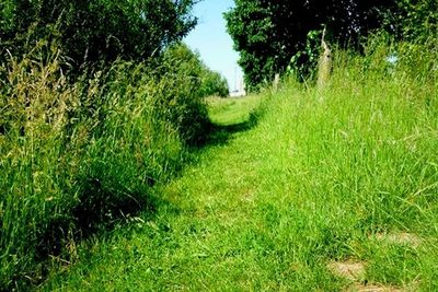 Scenic view of grassy field