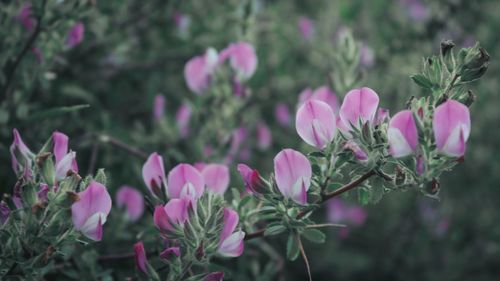 Close-up of pink flowering plants