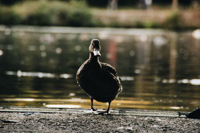 Bird perching on lake