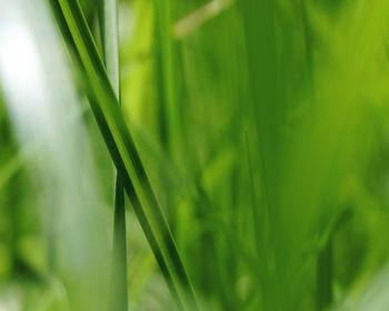 Close-up of fresh green grass