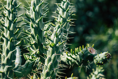 Close-up of succulent plants