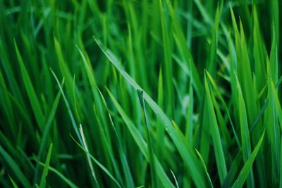 Full frame shot of crops growing on field