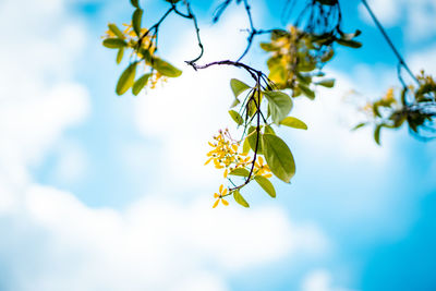 Low angle view of flowering plant against sky