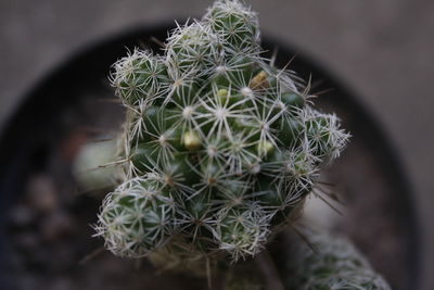 High angle view of cactus plant