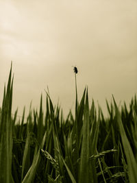 Close-up of crops growing on field against sky