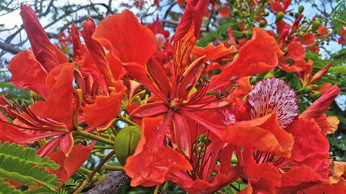 Close-up of fresh red yellow hibiscus blooming in plant