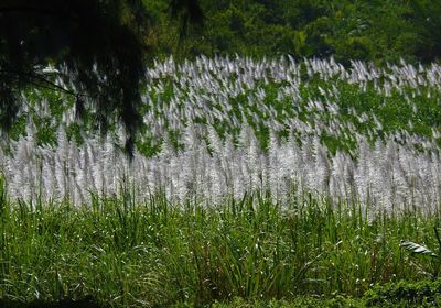 Plants growing on field by lake