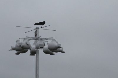 Low angle view of bird perching on the sky