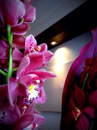 Close-up of pink flowers