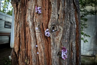 Close-up of tree trunk