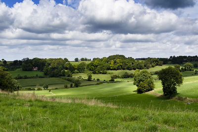 Trees on field against sky