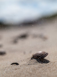 Close-up of shell on beach